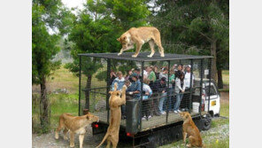 도시락 뚜껑이 안 열려… “도대체 누가 구경하는 입장?”