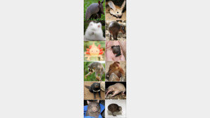 보기 힘든 희귀한 동물들 화제… “윔뱃? 동물 이름이야?”