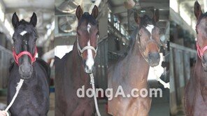 세계일보배 대상경주, 우승의 향방은?