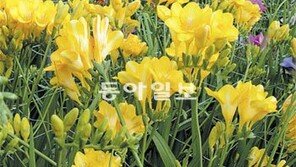 [O2/꽃과의 대화]졸업식의 추억, 노란 프리지아와 함께