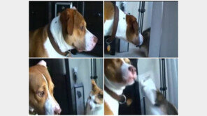 엉덩이 잘못 만졌다가, “밝히는 건 개나 사람이나…”