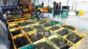 [부산/경남]색다른맛 김파래가 한가득