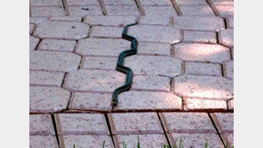 뱀 전용 도로, 정말 딱 맞아 실제로 본다면… 경악!