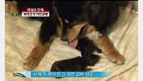 [뉴스A]단독/황우석, 복제견 간 첫 자연교배 성공