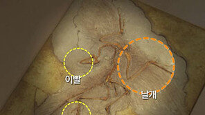[뉴스A]시조새, 깃털 달린 공룡일 뿐 조류 아니다?