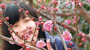 제주엔 봄이 성큼