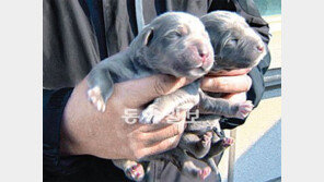 황우석이 복제한 사자개, 자연교배 성공