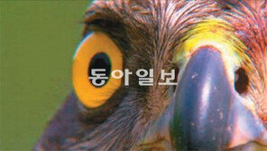 [TV 프로그램]긴점박이올빼미의 새끼 사랑