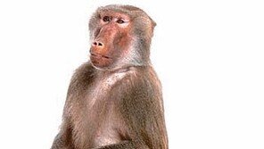 [DBR 칼럼]‘100번째 원숭이 효과’도 한 마리에서 시작