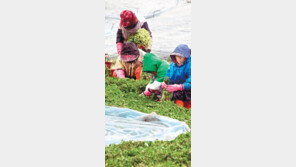 [광주/전남]“바라만 봐도 입맛 도네”