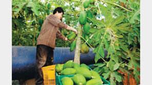[광주/전남]파파야… 인디언 시금치… 열대 과일-채소 틈새작물로 각광