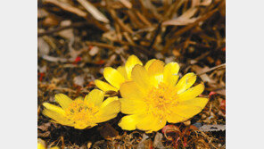 [대구/경북]봄의 전령 복수초 활짝