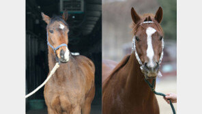 여왕마 깍쟁이 “동반의강자 덤벼”