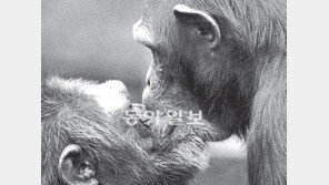 [O2/인류 진화, 뜨거운 주제들]짝짓기와 아버지