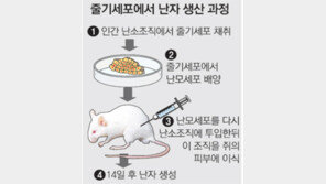 난소 줄기세포로 난자 만들었다… 美연구팀, 20대女 실험 성공