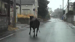 [굿모닝!]日 대지진 그 후 1년, ‘죽음의 땅’ 후쿠시마를 가다
