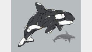 펭귄들이 고래 만났을 때, “대처능력 사람보다 뛰어나네”