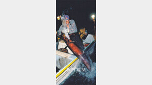 [O2/Life]대왕오징어, 칠레선 천덕꾸러기  한국선 조미용-가문어로 사랑받아