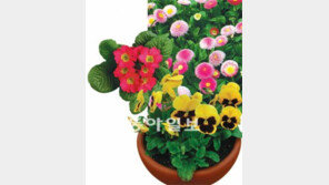 [O2/꽃과의 대화]봄철 초화 3총사, 팬지-프리뮬라-데이지