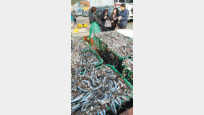 [부산/경남]“멸치 사이소”