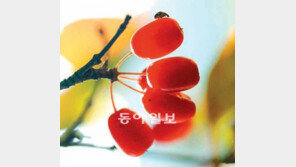 [광주/전남]구례 산수유, 품종개량으로 수확량 늘린다