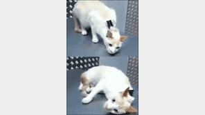 ‘큰 집게로 뒷덜미 집으면…’ 고양이 끄는 법 화제