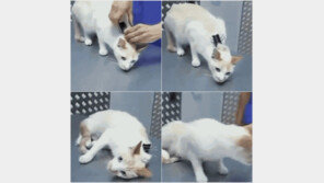 고양이 끄는 법, 고양이가 갑자기 동작을 멈추는 이유 공개!