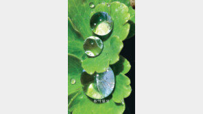 [포토 에세이]꽃샘추위 뒤 구슬 머금은 봄새싹