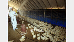 닭 사육농가 AI방역