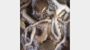 산낙지 질식사 사건, 알고보니 남친의 ‘계획살인’