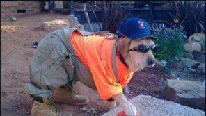 개가 고양이 싫어하는 이유? ‘하는 짓이 얄미워서…’