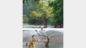 영화속 절경 ‘주산지 왕버들’ 너에게 무슨 일이…