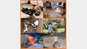 개가 고양이 싫어하는 이유…? “그랬구나”