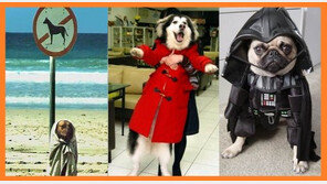 저 개 아니에요 “이건 너무 설정한 것 같은데?”