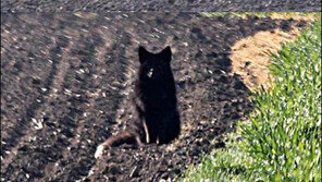 희귀 검은여우 포착 ‘불길한 징조…괜시리 불안’