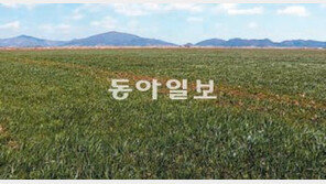 [TV 프로그램]보리밭 초록 물결로 넘실