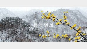 雪山과 산수유… “한 폭의 동양화”