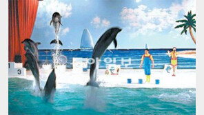 법원, 불법포획된 5마리 몰수형… 제주 돌고래쇼 사라지나