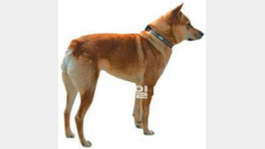 경주개 ‘동경이’ 천연기념물 된다