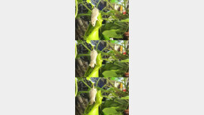 쥐 잡아먹는 식물 “뼈까지 소화하는 육식식물”