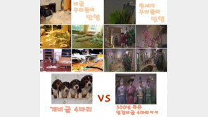 옥탑방 인간 비글… “싱크로율 100%, 박하 더 불쌍해”