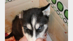 ‘귀 자르고 혀 뚫고…’ 개학대女에 네티즌 분노, “처벌 못해?”