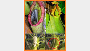 [영상] 쥐 잡아먹는 식물 화제! “각종 곤충과 동물 통째로 소화”