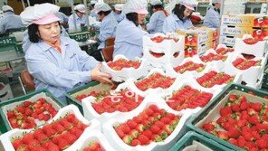 신세계백화점-농민 ‘윈윈 딸기 판매’