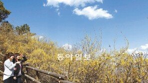 햇살… 개나리… 영락없는 봄