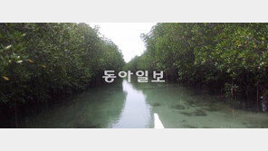 서울대, 필리핀 섬에 맹그로브 숲 500ha 조성 “매년 CO2 1만5000t 흡수할것”