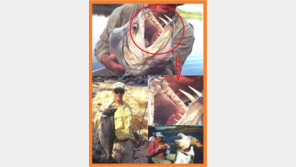 뱀파이어 물고기, 피라냐와 비슷한 육식성 어류 “무시무시해”