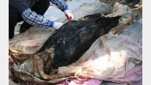 경북 안동서 260여년 된 미라 발견