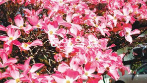 [성공신화 시크릿]미림원예종묘, ‘토종 종묘’ 지킨 42년 외길