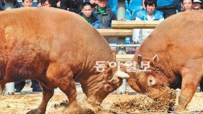 [부산/경남]여기도 혈전… 김해 소싸움대회 오늘까지